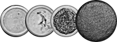 Single-Cell Microbial Cultivation