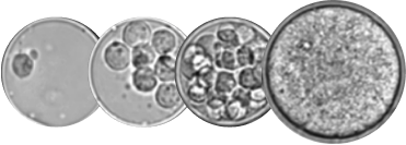 Suspension Cells Cultivation