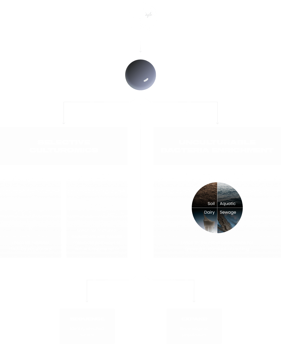 Single-Cell Cultivation Workflow Diagram
