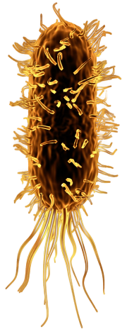 Single-Cell Microbial Genomics